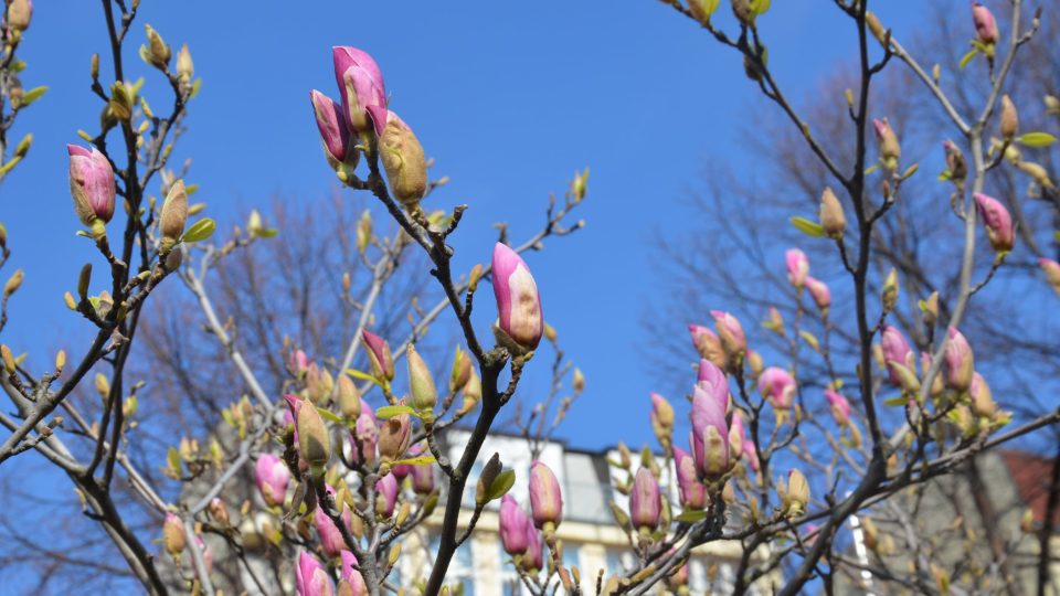 Právě rozkvétá magnolie