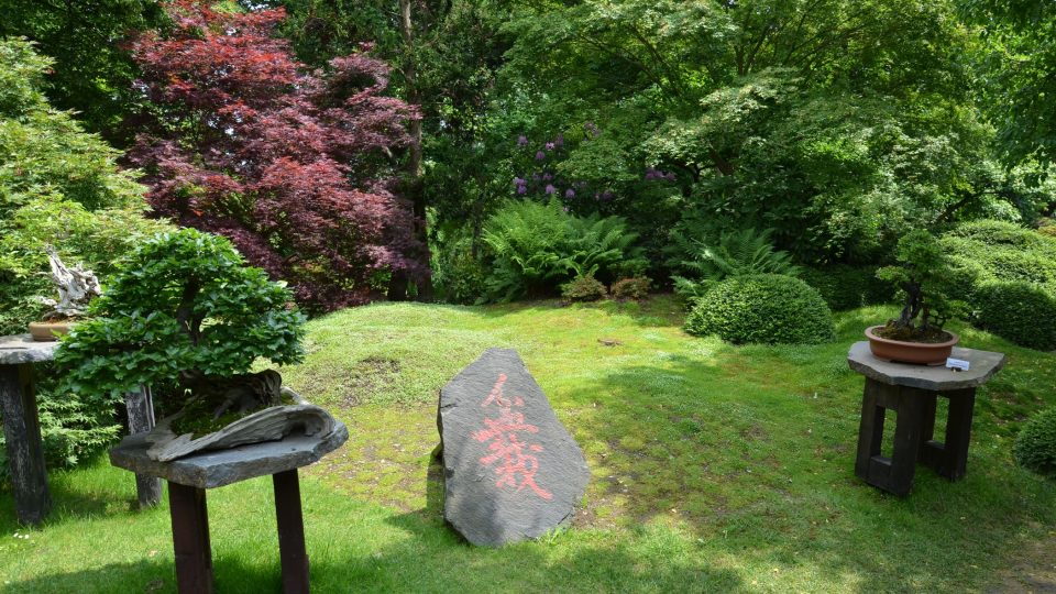 Každý rok se v Japonské zahradě koná výstava bonsají